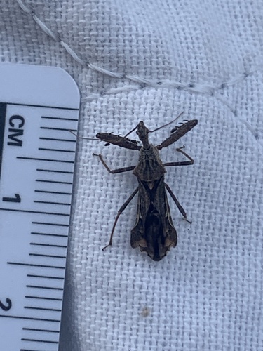 Sinea coronata