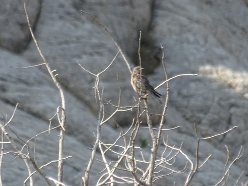 Mountain Bluebird