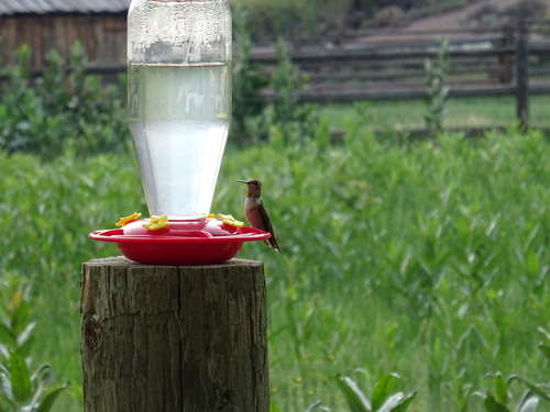 Rufous Hummingbird