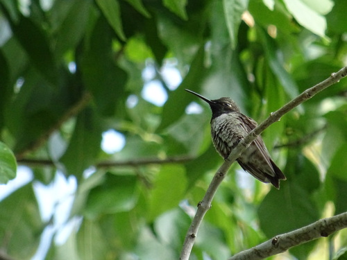 Black-chinned Hummingbird