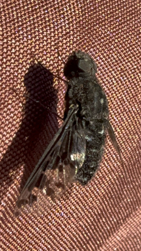 Charcoal Bee Flies