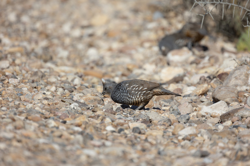 Scaled Quail