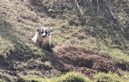 American Badger