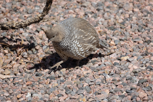 Scaled Quail