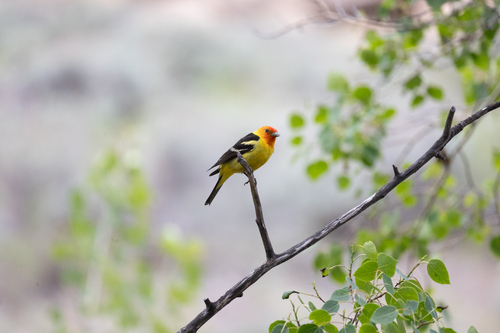 Western Tanager