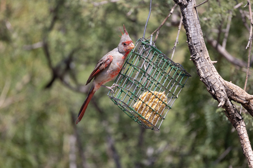 Pyrrhuloxia