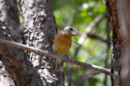 Black-headed Grosbeak