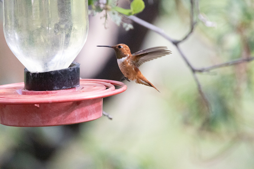 Rufous Hummingbird