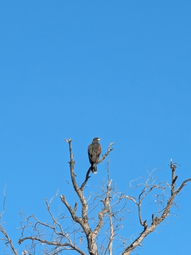 Harris's Hawk