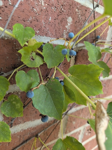 canyon wild grape