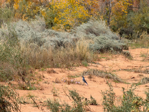 Mountain Bluebird