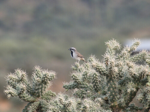 Black-throated Sparrow