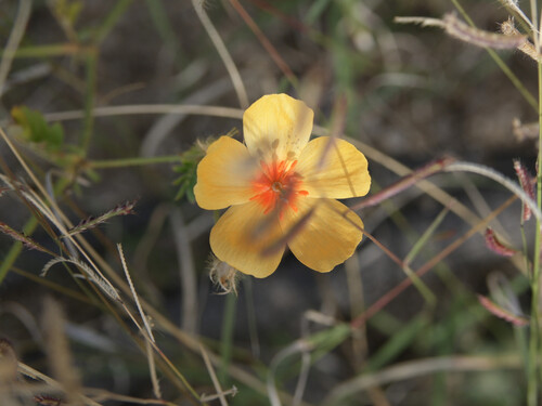 Arizona Poppy