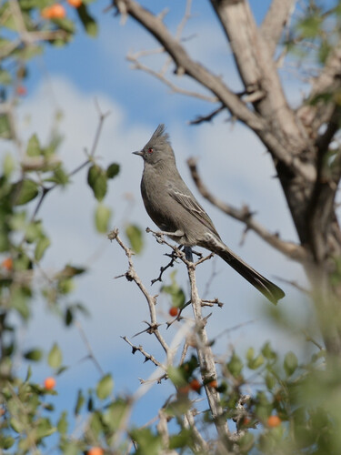 Phainopepla