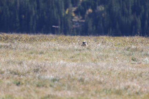 American Badger