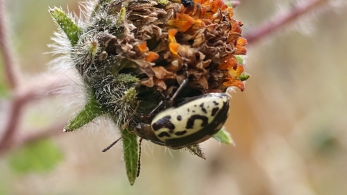 Escarabajo calígrafo