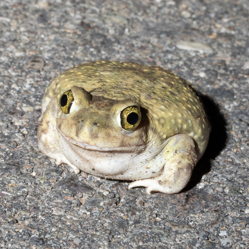 Couch's Spadefoot