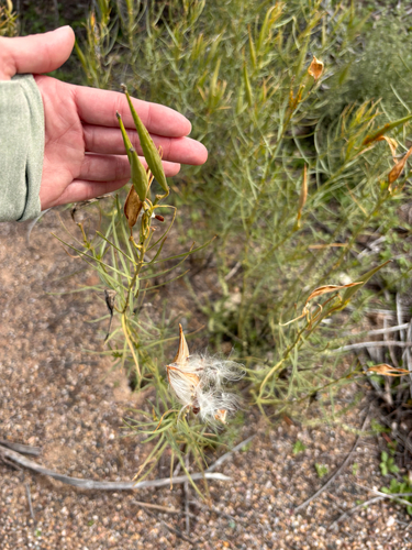 horsetail milkweed