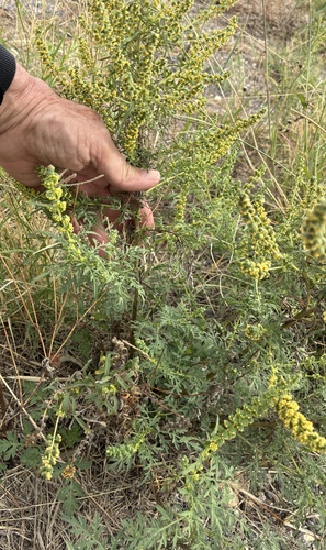 slimleaf bursage
