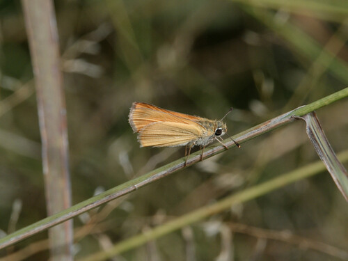Orange Skipperling
