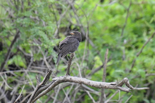 Bronzed Cowbird