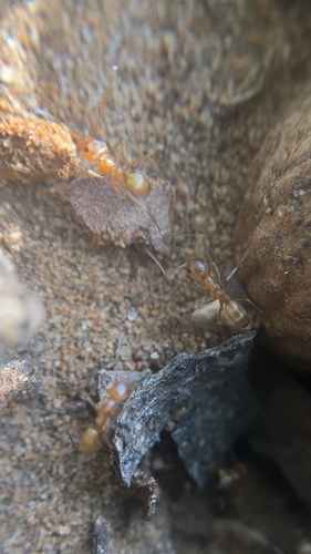Yellow Pyramid Ant