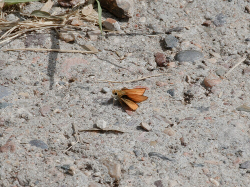 Orange Skipperling