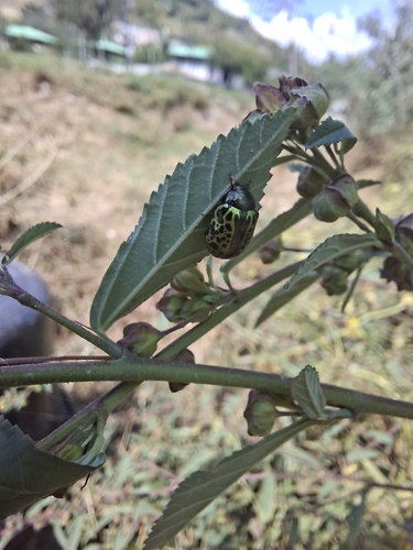 Escarabajo calígrafo archipiélago