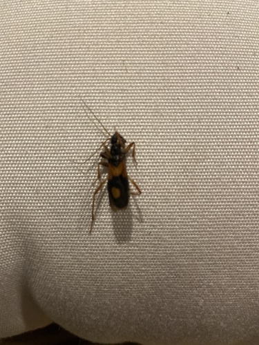 Rasahus biguttatus