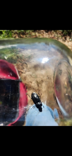 Brown Chlaenius Carabid