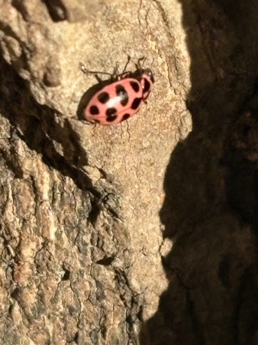 Spotted Pink Lady Beetle