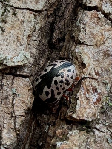 Calligrapher Beetles