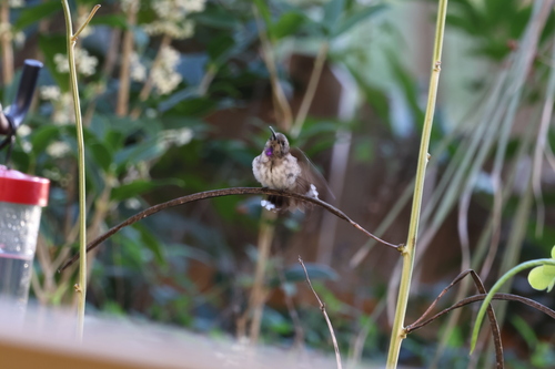 Black-chinned Hummingbird