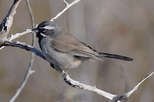 Black-throated Sparrow
