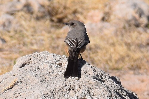 Say's Phoebe