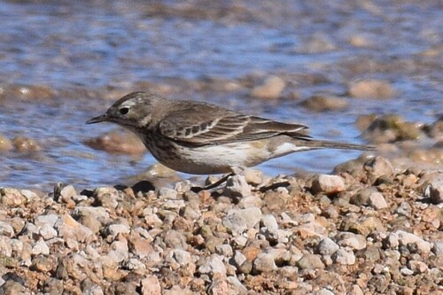 American Pipit