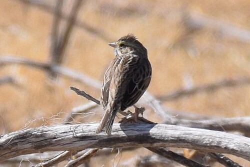 Savannah Sparrow