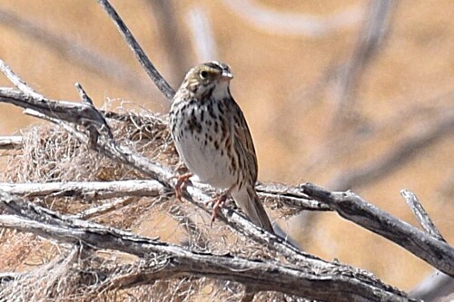 Savannah Sparrow