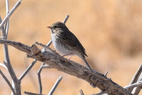 Savannah Sparrow