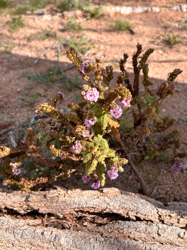 gypsum phacelia