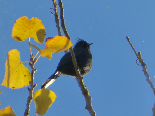 Phainopepla