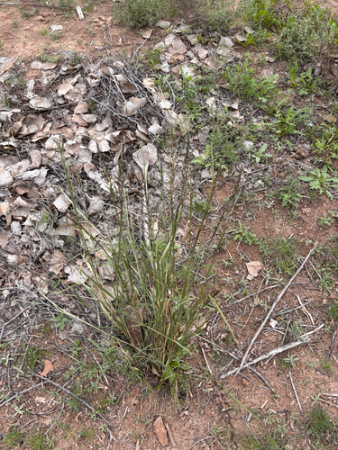 Sand Dropseed