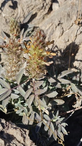 Wright's prairie clover