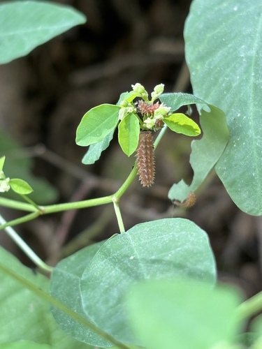 Florida Five-lined Yellow Disonycha