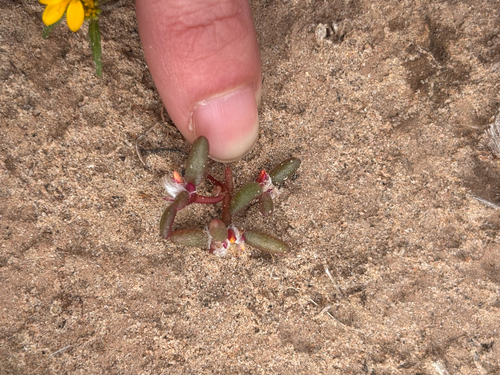 Desert Portulaca