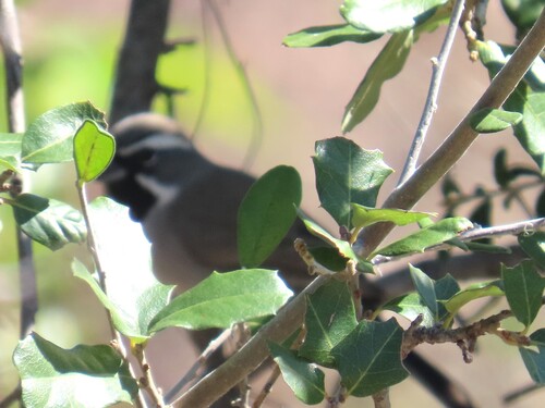 Black-throated Sparrow