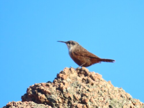 Canyon Wren