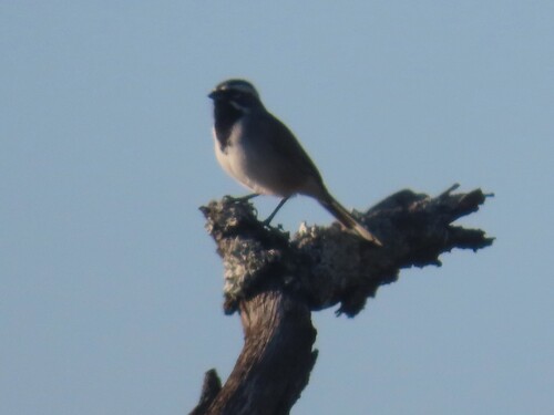 Black-throated Sparrow