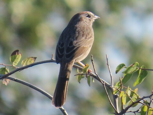 Rufous-crowned Sparrow
