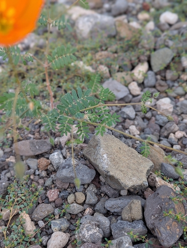Arizona poppy